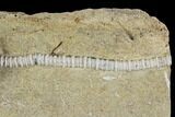 Crinoid (Macrocrinus) Fossil - Crawfordsville, Indiana #94386-2